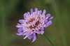 Field Scabious _MG_1787